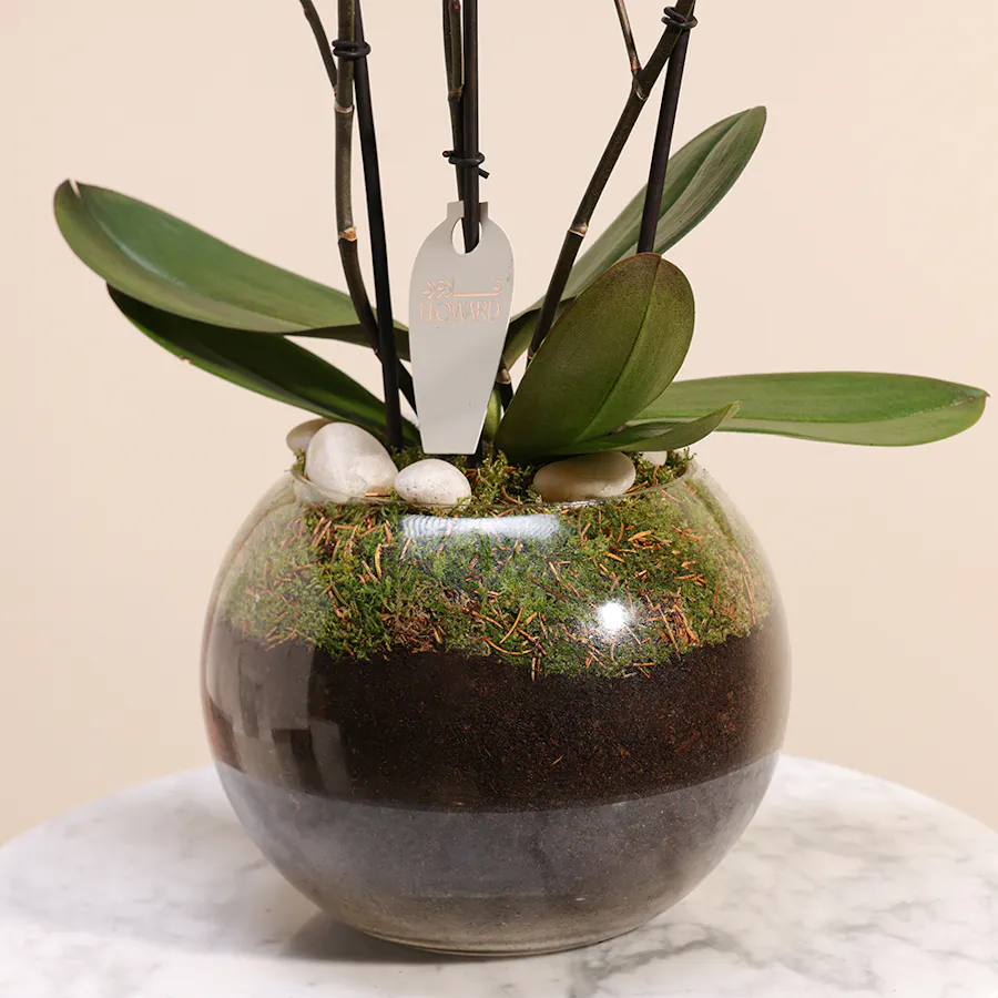 Purple Princess Orchid  4