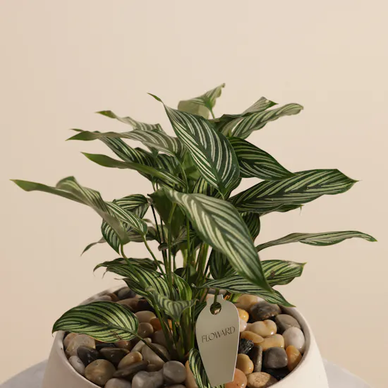 Attractive Calathea Vittata Plant