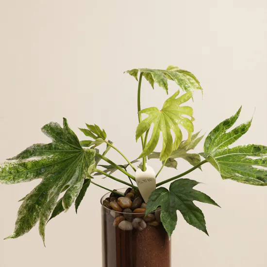 Father's Day Evergreen Fatsia Japonica Plant