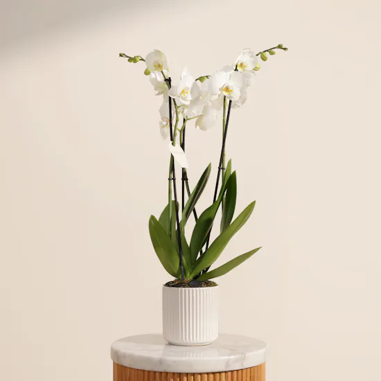 Velvet Tall White Phalaenopsis Plant