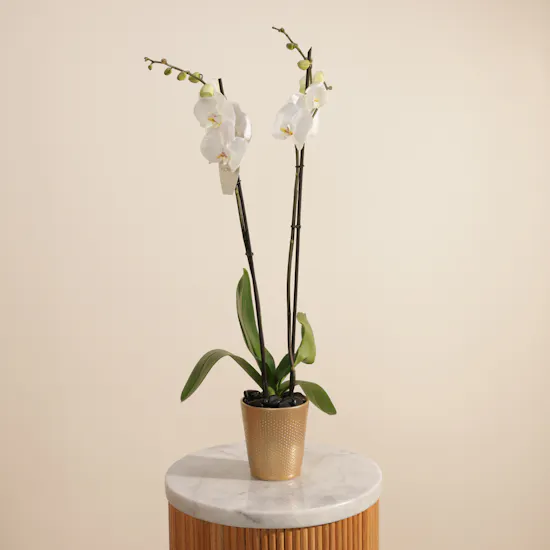 Graceful White Phalaenopsis Plant