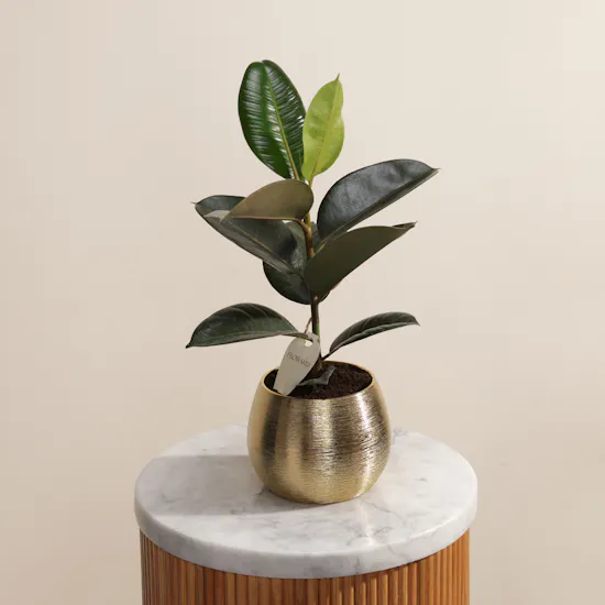 Quite Ficus Elastica Plant