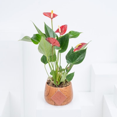Anthurium Summer Love Plant | Brown Vase