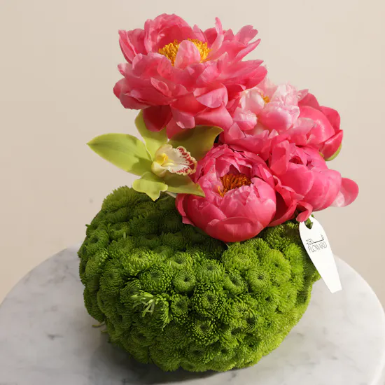 Peony Coral Charm Paradise