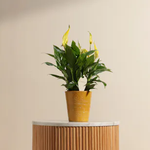 Yellow Spathiphyllum Plant