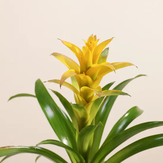 Guzmania Yellow | Ceramic Pot