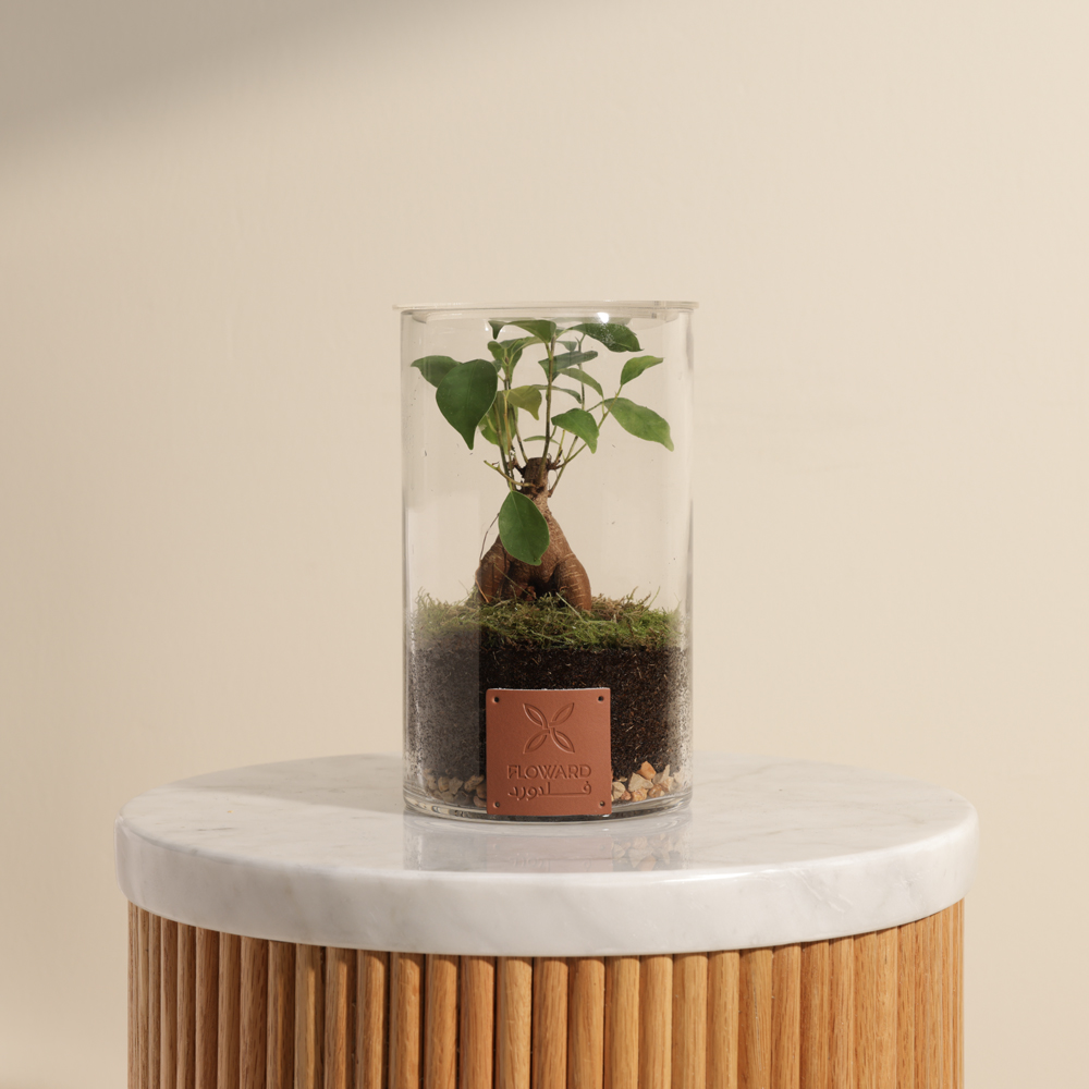 شجرة بونساي صغيرة | تيراريوم مغلق