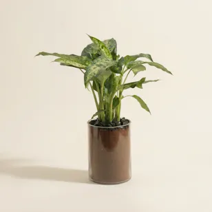 Striking Dieffenbachia Compacta Plant