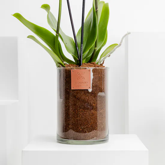 Happy Birthday Orchid Plant