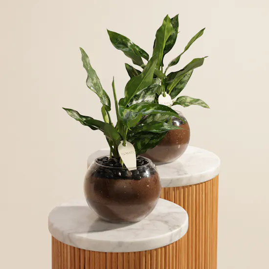 Peaceful Duo Aglaonema Maria Plants Vase