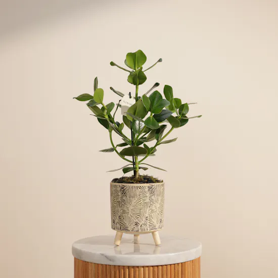 Cheerful Green Clusia Rosea Plant