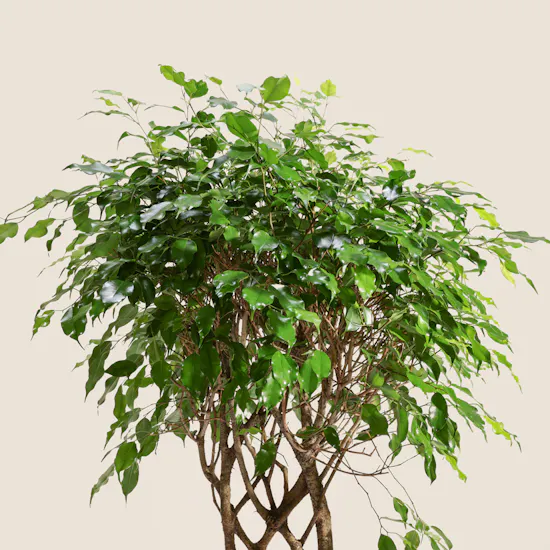 Stunning Ficus Benjamina Braided Plant
