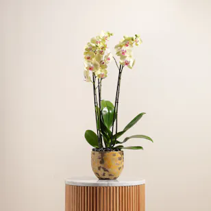 Cheerful Light Yellow Orchid Plant Cheerful Light Yellow Orchid Plant
