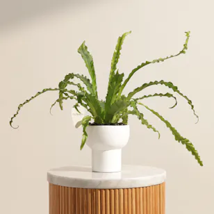 Striking Asplenium Antiquum Osaka Plant Striking Asplenium Antiquum Osaka Plant