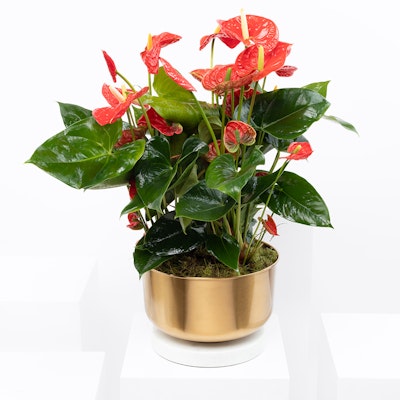 Red Anthurium | Gold Vase