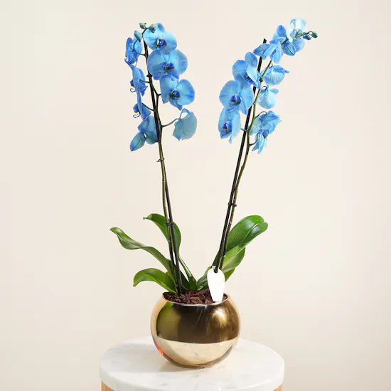 Dreamy Blue Orchid Plant
