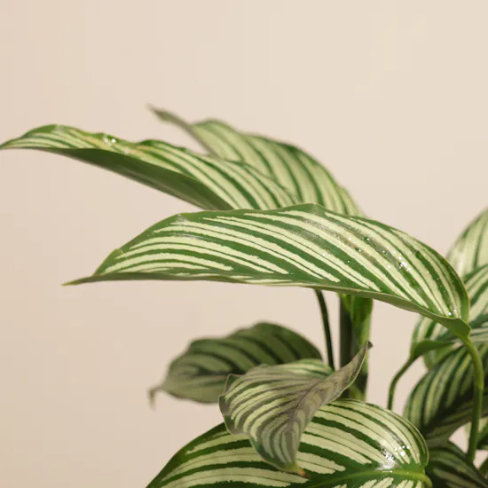 Unique Calathea Vittata Plant Vase