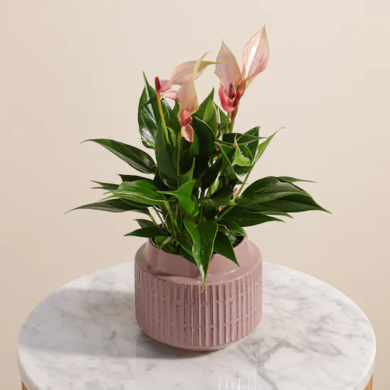 The Anthurium