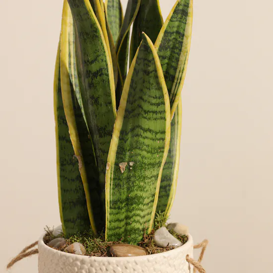 Magical Sansevieria Plant