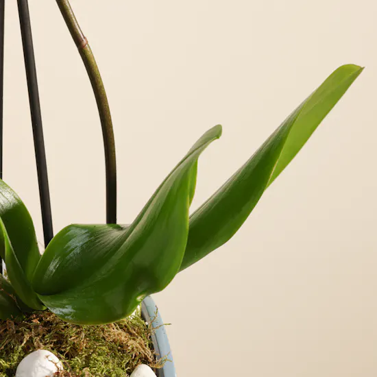 Royal Dad White Orchid Plant