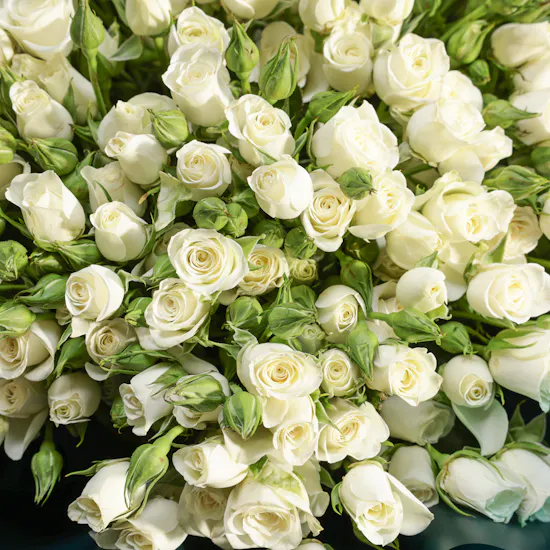 Pure White Baby Roses Bouquet | 75 Flowers