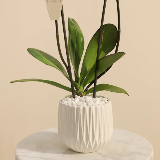 Fancy Purple Orchid Plant