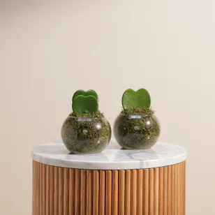 Forever Love Duo Plants Forever Love Duo Plants
