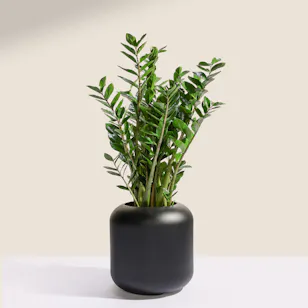 Unique Big Zamioculcas Zamiifolia Plant Pot