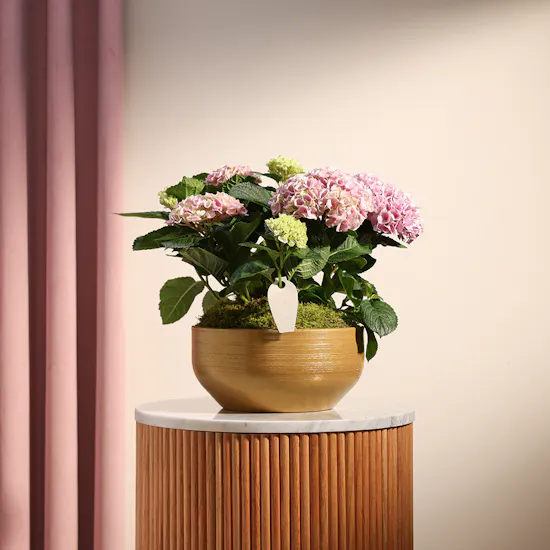 Hydrangea Garden