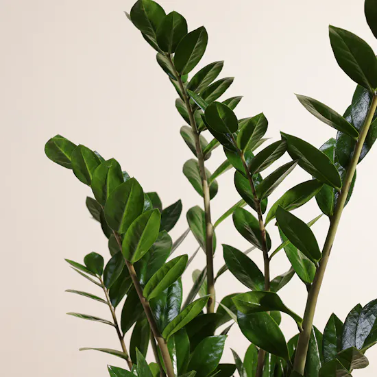 Zanzibar Gem Plant