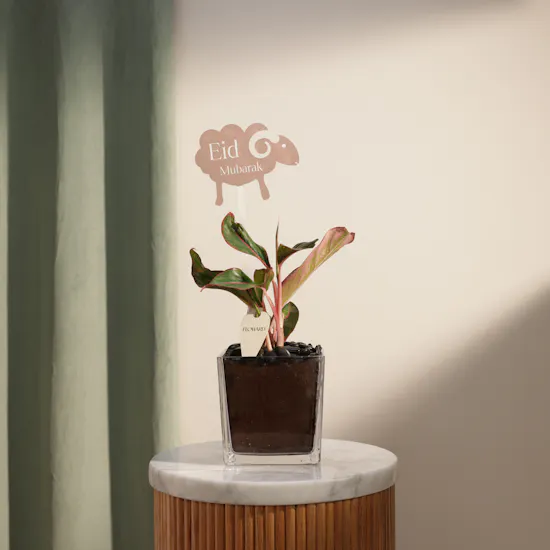Eid Fiery Red Aglaonema Plant