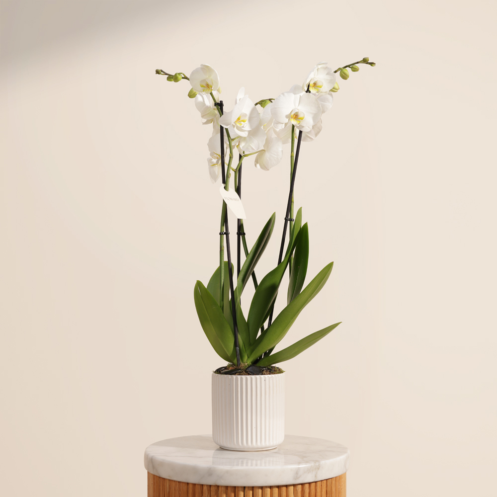 نبات فالاينوبسيس أبيض طويل ناعم