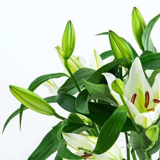 White Lilies | Cylinder Vase