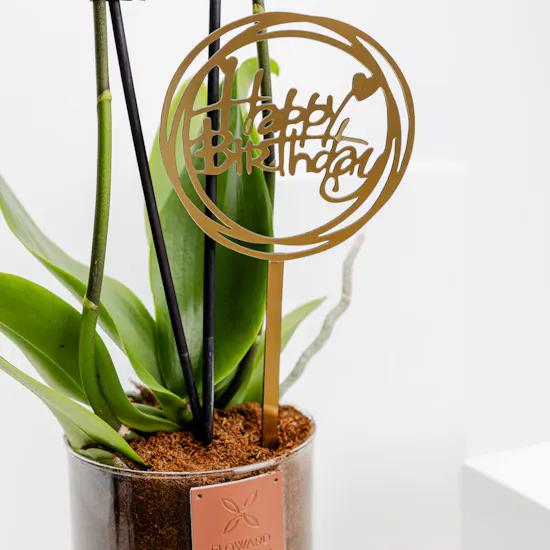 Happy Birthday Orchid Plant