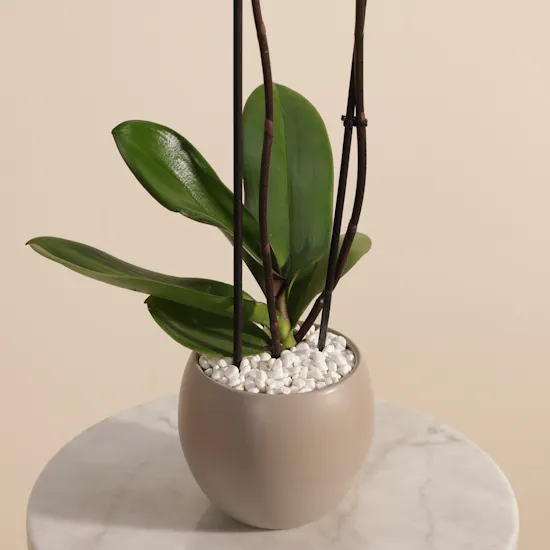Elegant Purple Phalaenopsis Plant