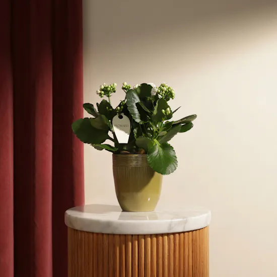 Pearl Serenity Kalanchoe Plant