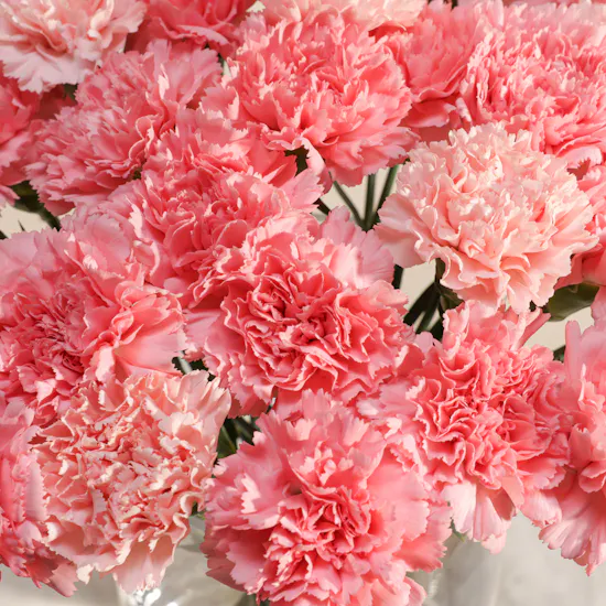 Elegant Pink Carnation Vase