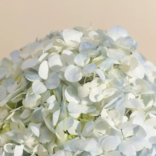 Amazing Hydrangea Vase