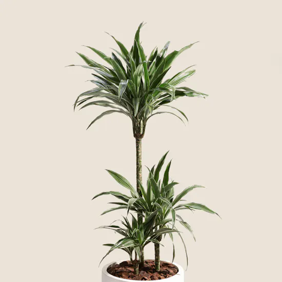 Fancy Big Dracaena Warnecki Plant