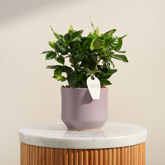 Dreamlight Gardenia Plant