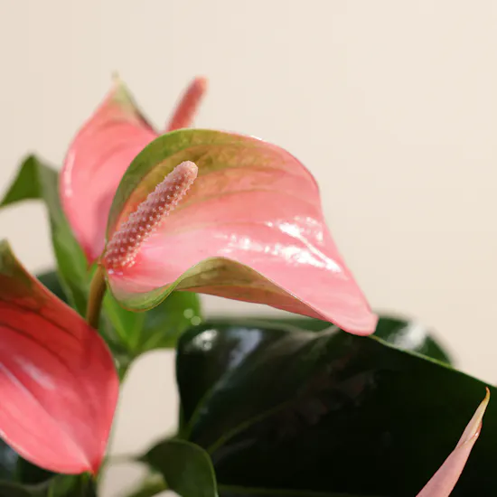 Anthurium Joli | Vase