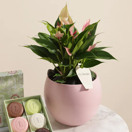 Ladurée Eugenie Box | Magical Plant Pot