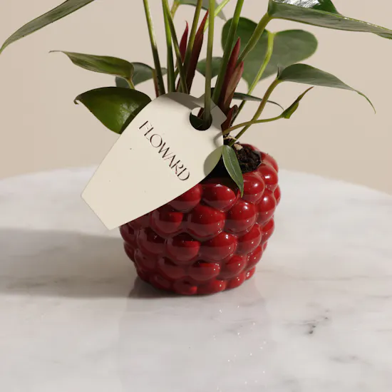 Fancy Red Anthurium Plant