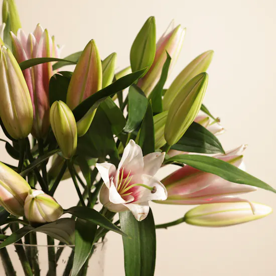Charming Pinky Lily Vase | 12 Flowers