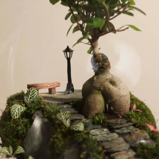 Vibrant Ficus Bonsai Garden | Closed Terrarium