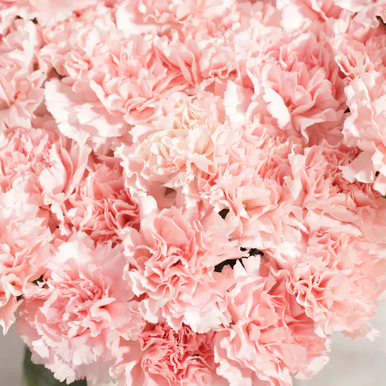 Graceful Pink Carnation Vase