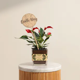 Netherlands Famous Red Anthurium Earth Day Plant Netherlands Famous Red Anthurium Earth Day Plant
