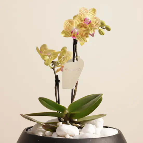 Enchanting Small Yellow Phalaenopsis Plant