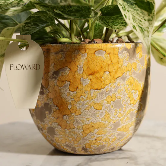 Stunning Green Epipremnum Plant
