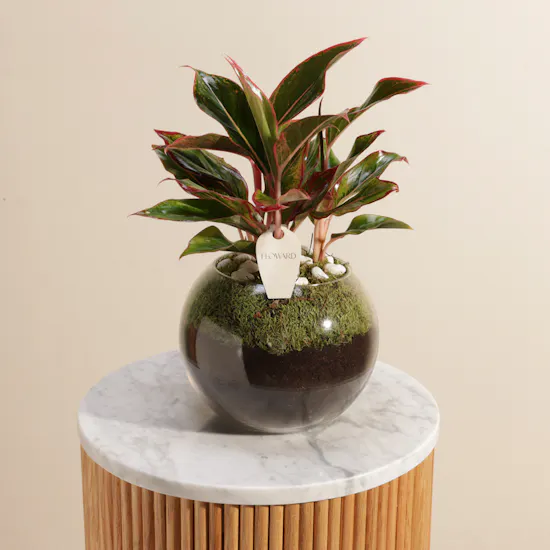 Fiery Red Aglaonema Plant